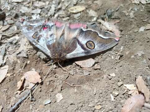 Imagem de Polythysana rubrescens (Blanchard 1852)