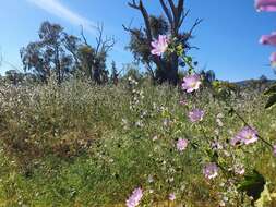 Image of Malva weinmanniana (Besser ex Rchb.) Conran