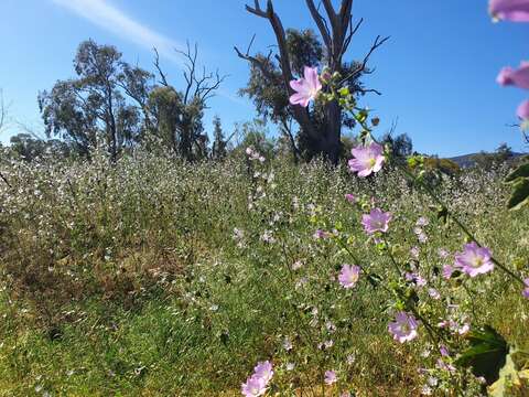 Image de Malva weinmanniana (Besser ex Rchb.) Conran