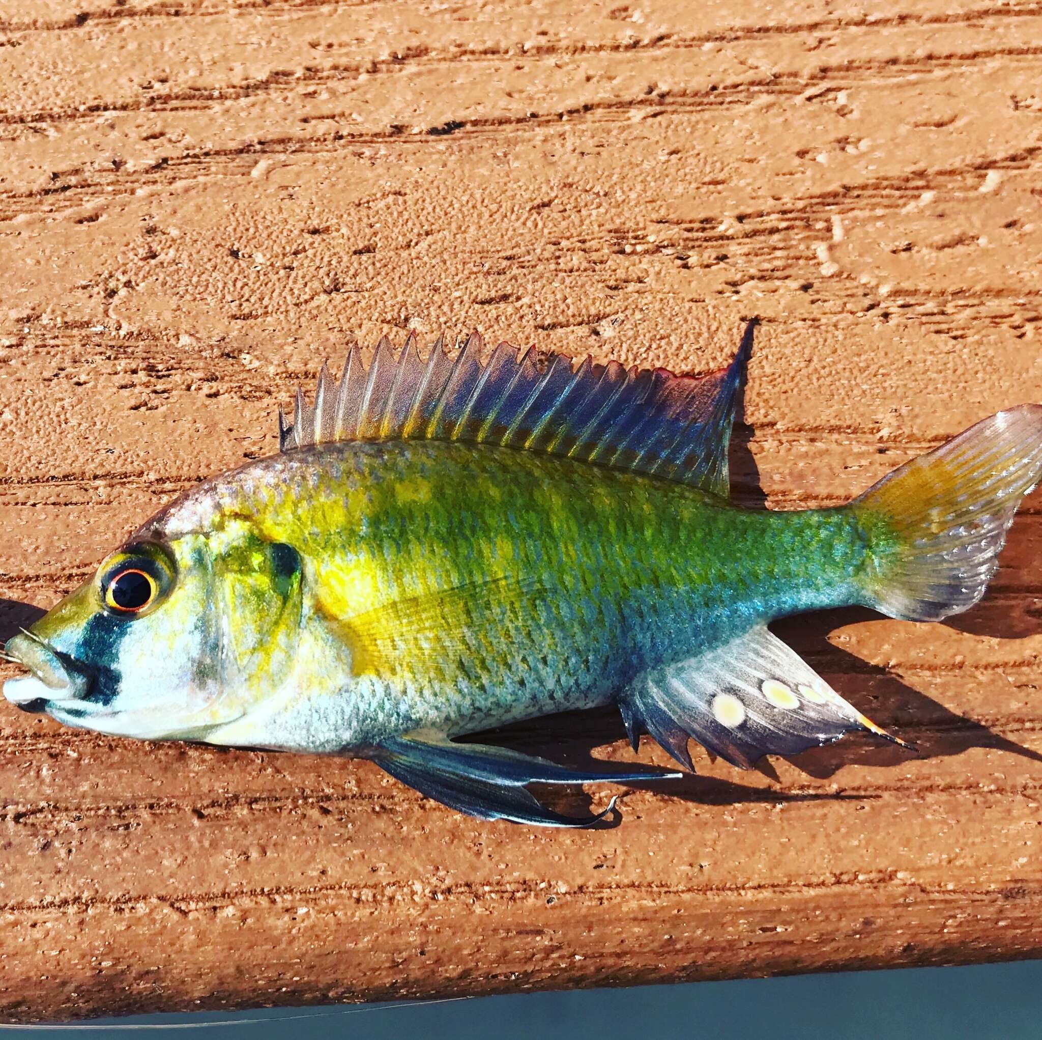 Image of Eastern River Bream