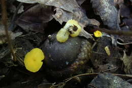 Image of Phaeohelotium epiphyllum (Pers.) Hengstm. 2009