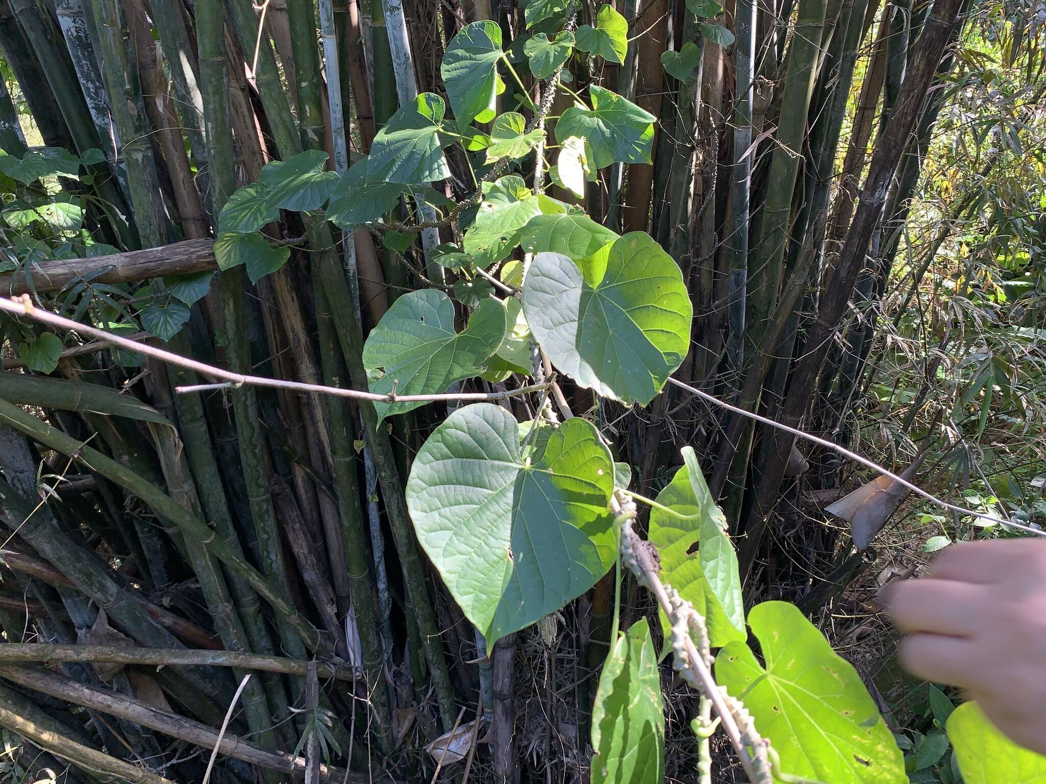 Image of Tinospora crispa (L.) Miers ex Hook. fil. & Thoms.