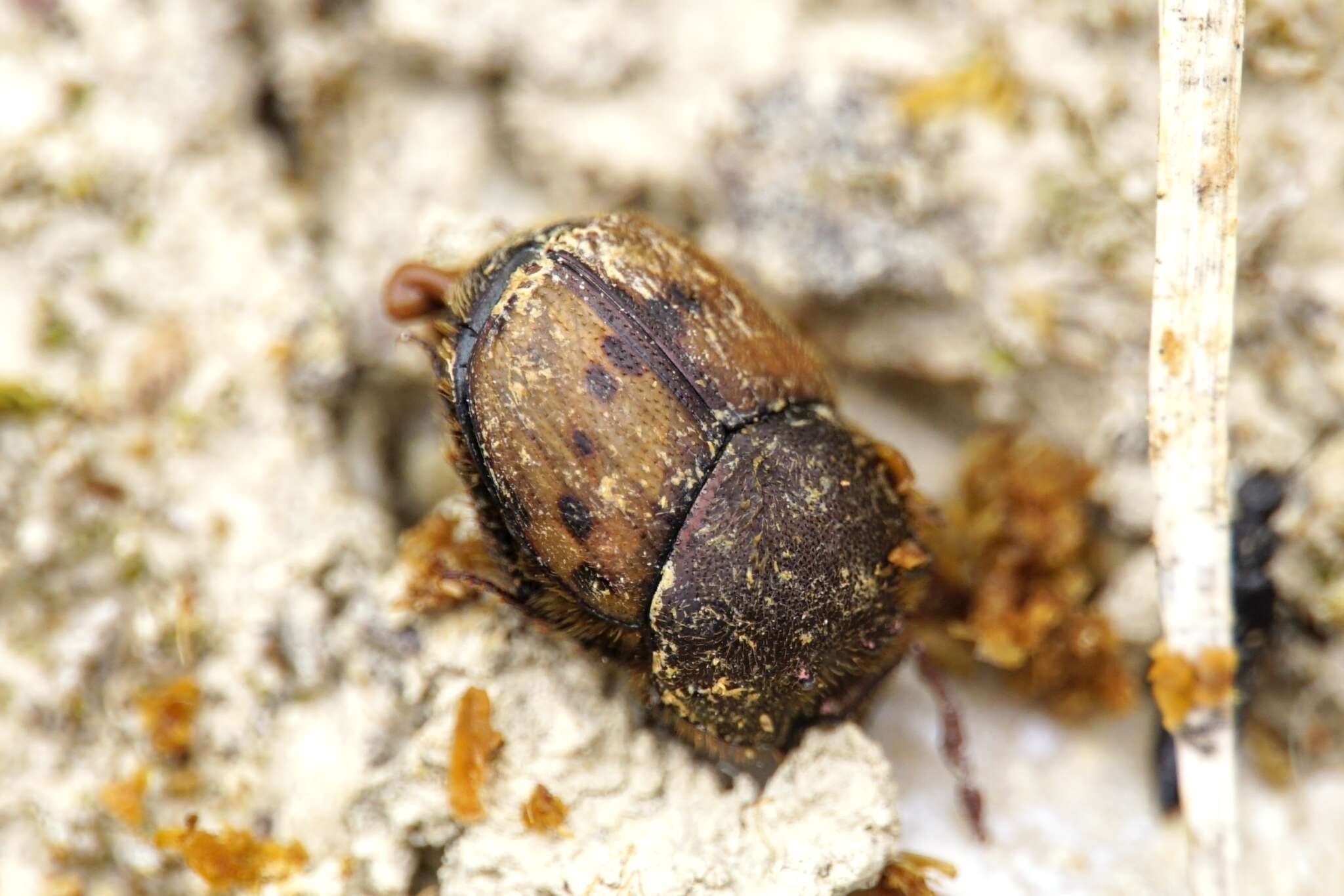 Слика од Onthophagus (Palaeonthophagus) lemur (Fabricius 1781)