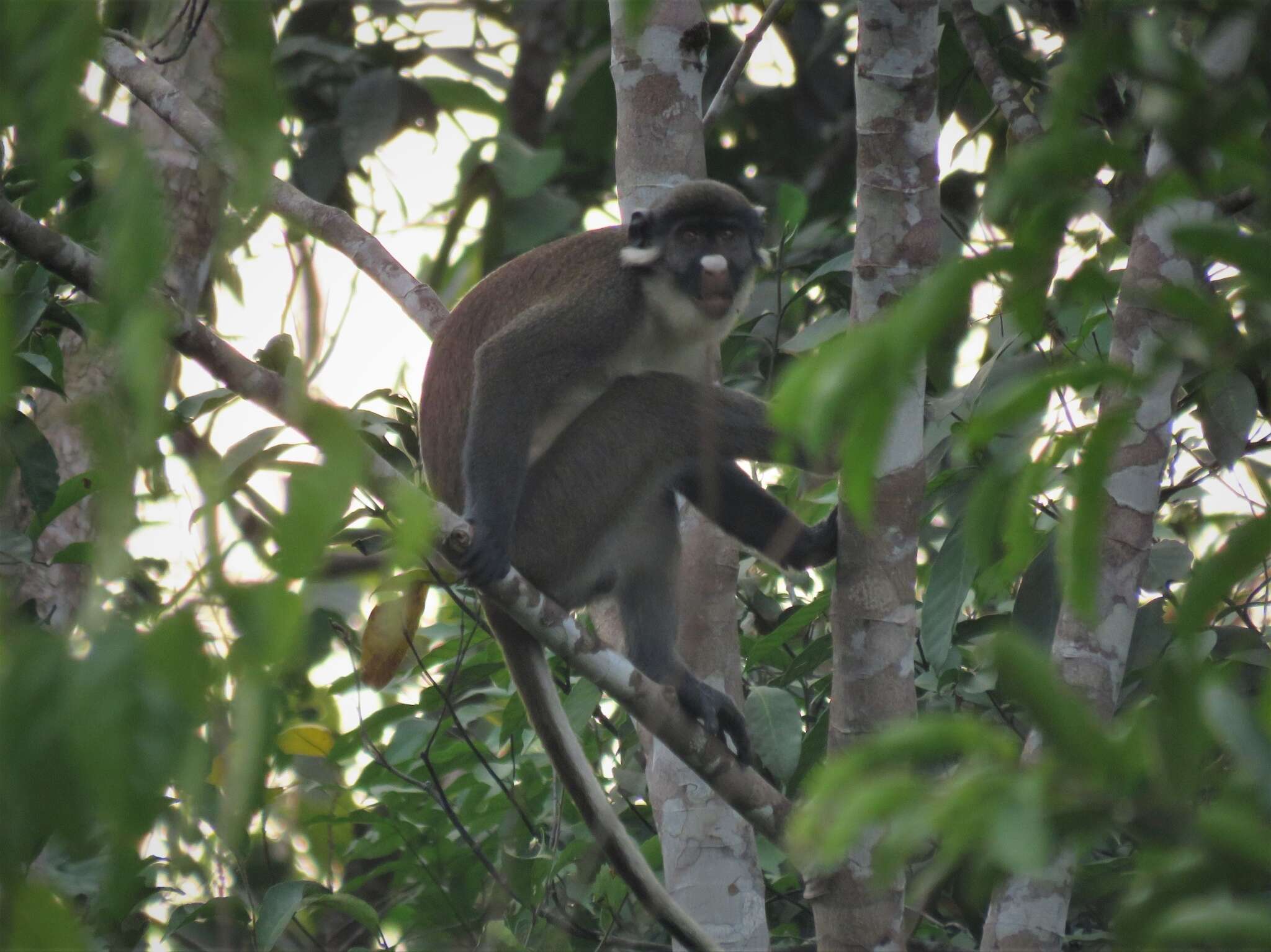 Image of Lesser Spot-nosed Guenon