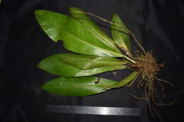 Image of Anthurium hacumense Engl.