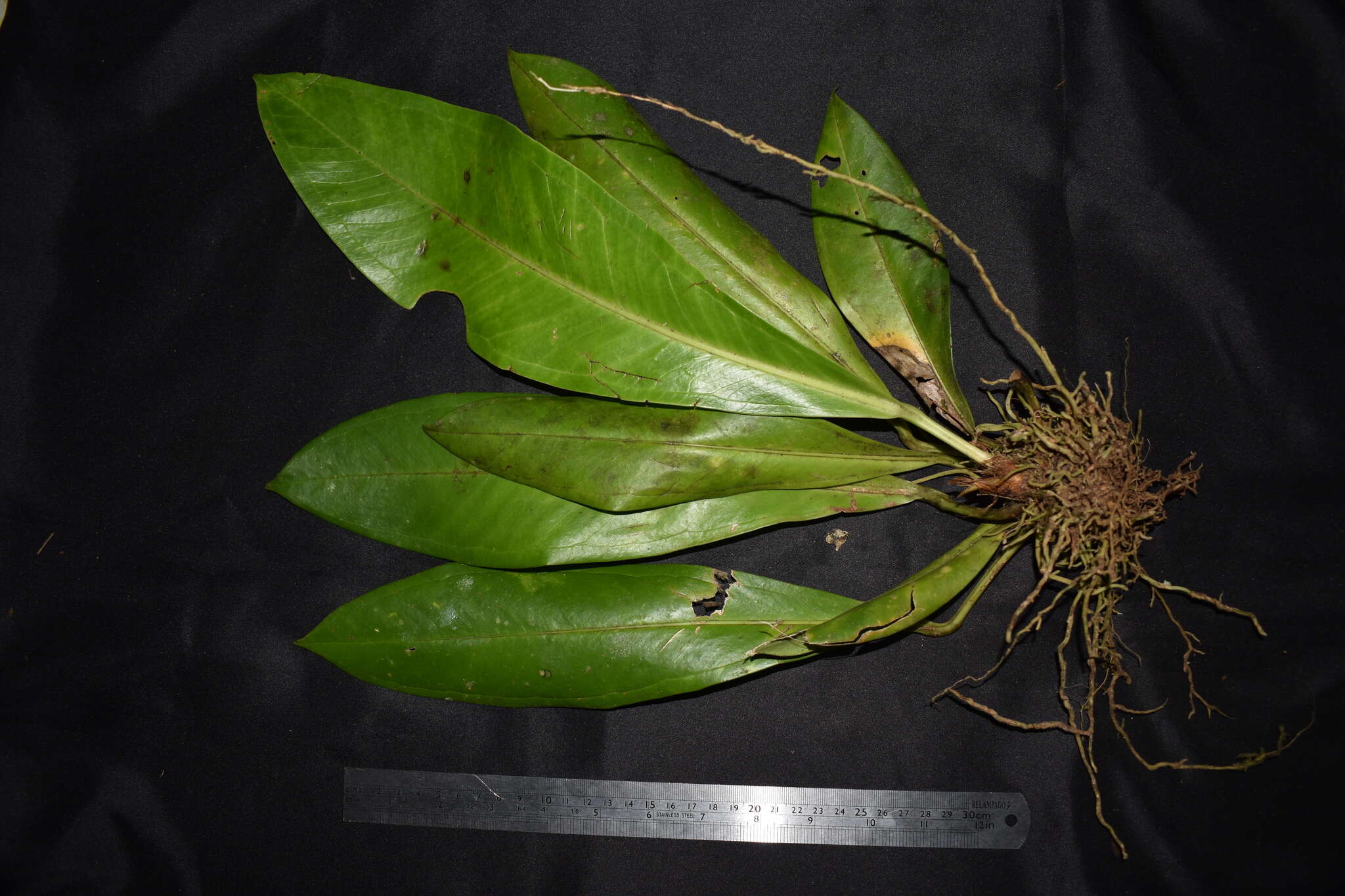 Image of Anthurium hacumense Engl.