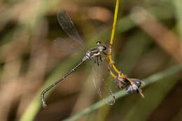 Image of Archiargiolestes pusillus (Tillyard 1908)