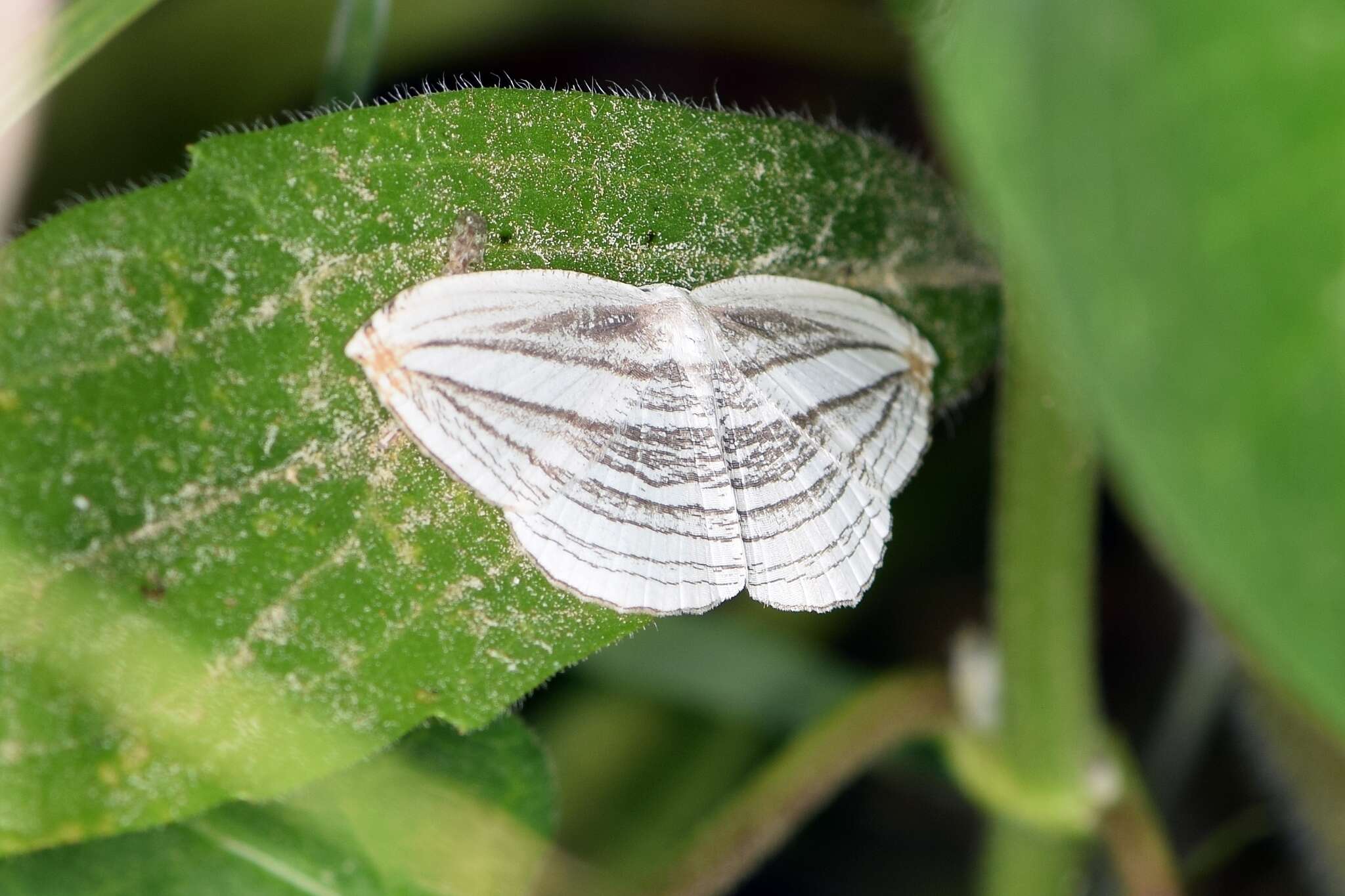 Image of Acropteris iphiata Guenée