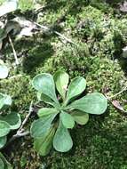 Imagem de Antennaria howellii subsp. petaloidea (Fern.) R. J. Bayer