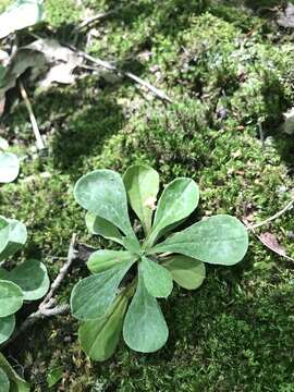 Image de Antennaria howellii subsp. petaloidea (Fern.) R. J. Bayer