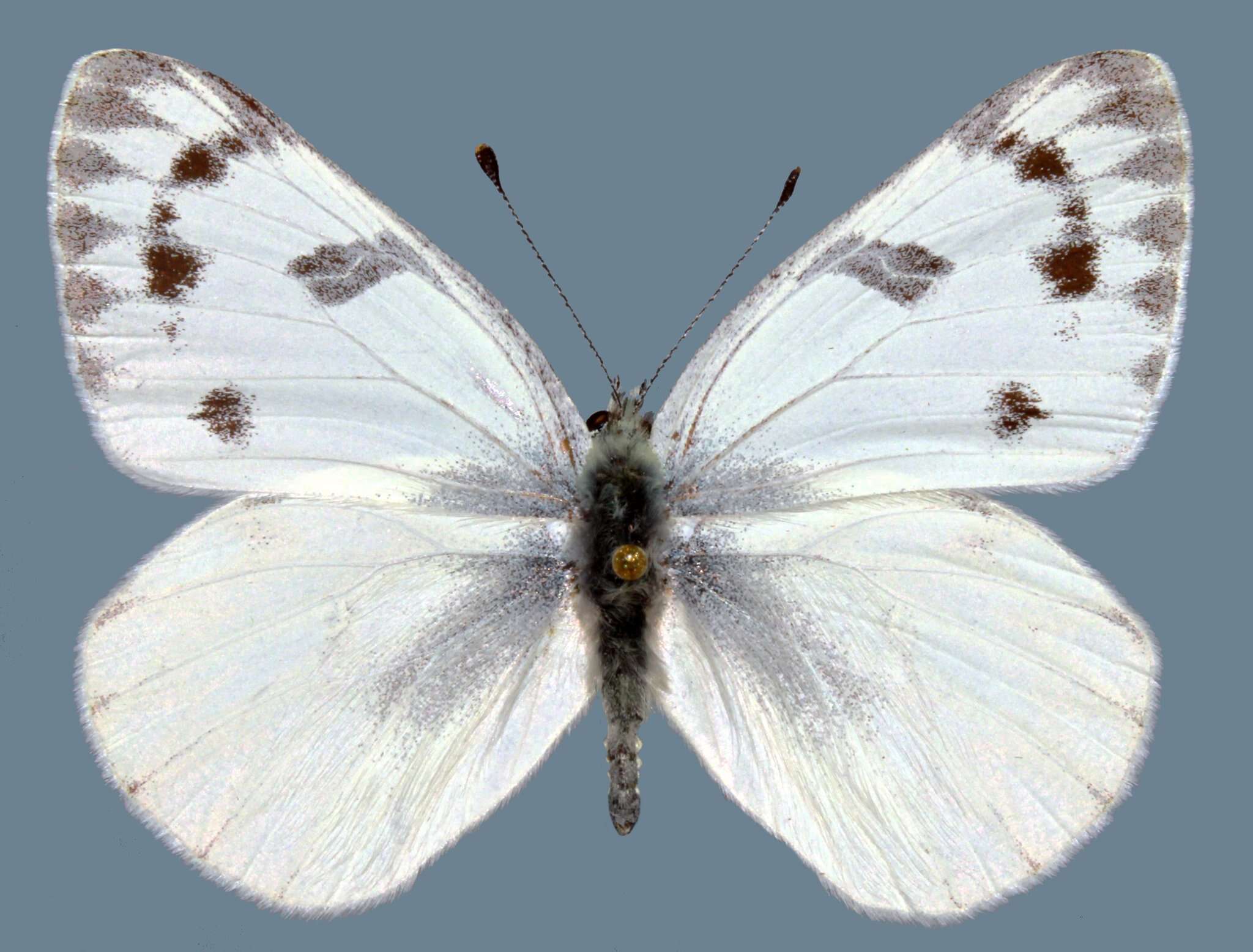 Image of Pontia occidentalis occidentalis