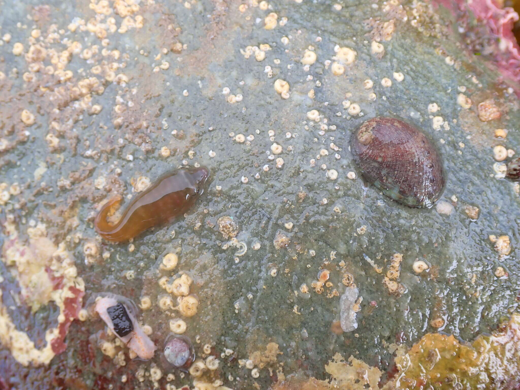 Image of Trnski's Clingfish