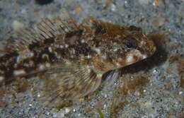 Image of Giant triplefin