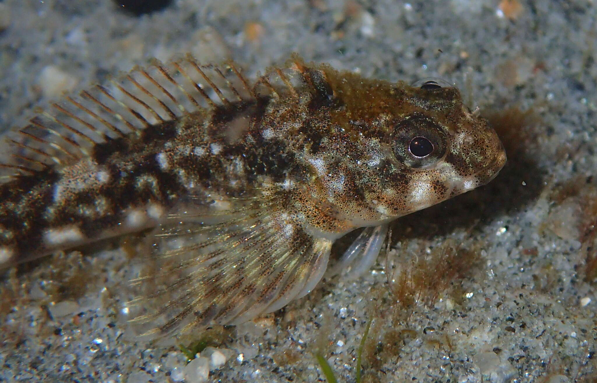 Image of Giant triplefin