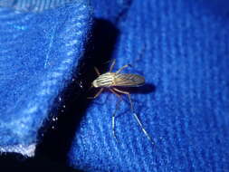 Image of Aedes vittiger (Skuse 1889)