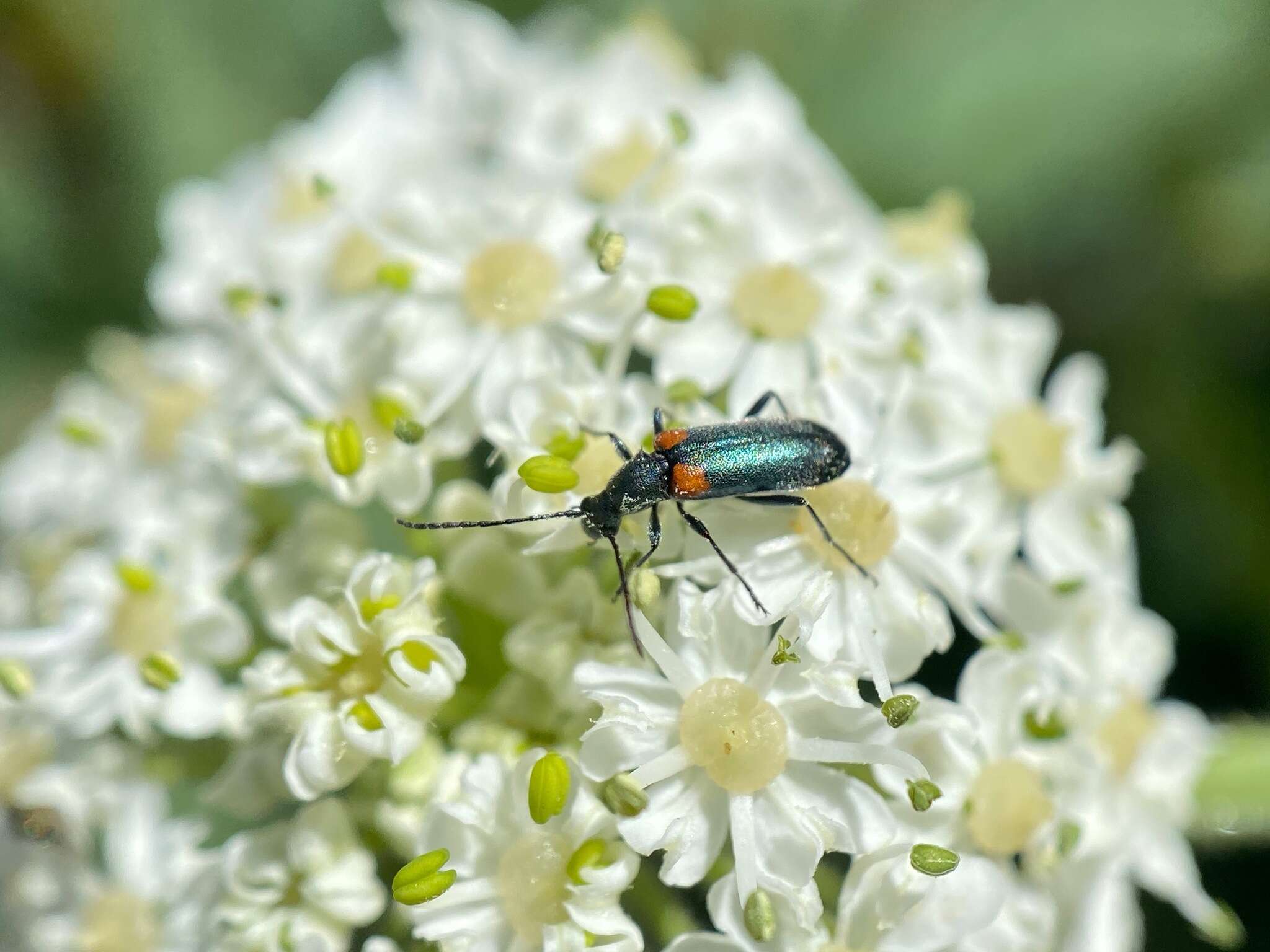 Image of Grammoptera militaris (Chevrolat 1855)