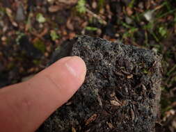 Image of grassland whorl snail