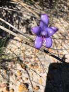 Image of Purple enamel orchid