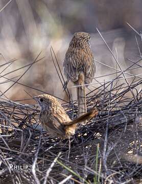 Image of Striated Grasswren