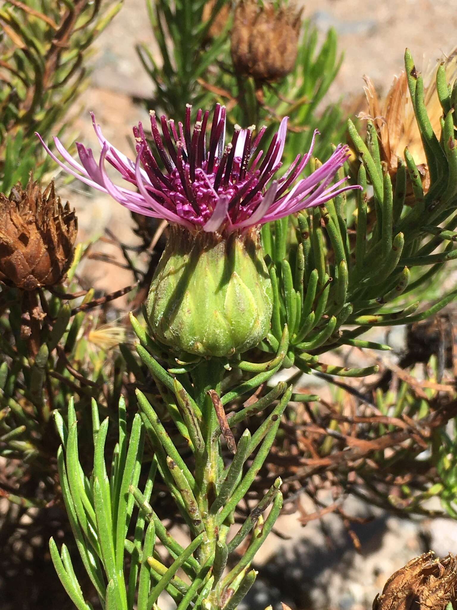 Image de Gypothamnium pinifolium Phil.