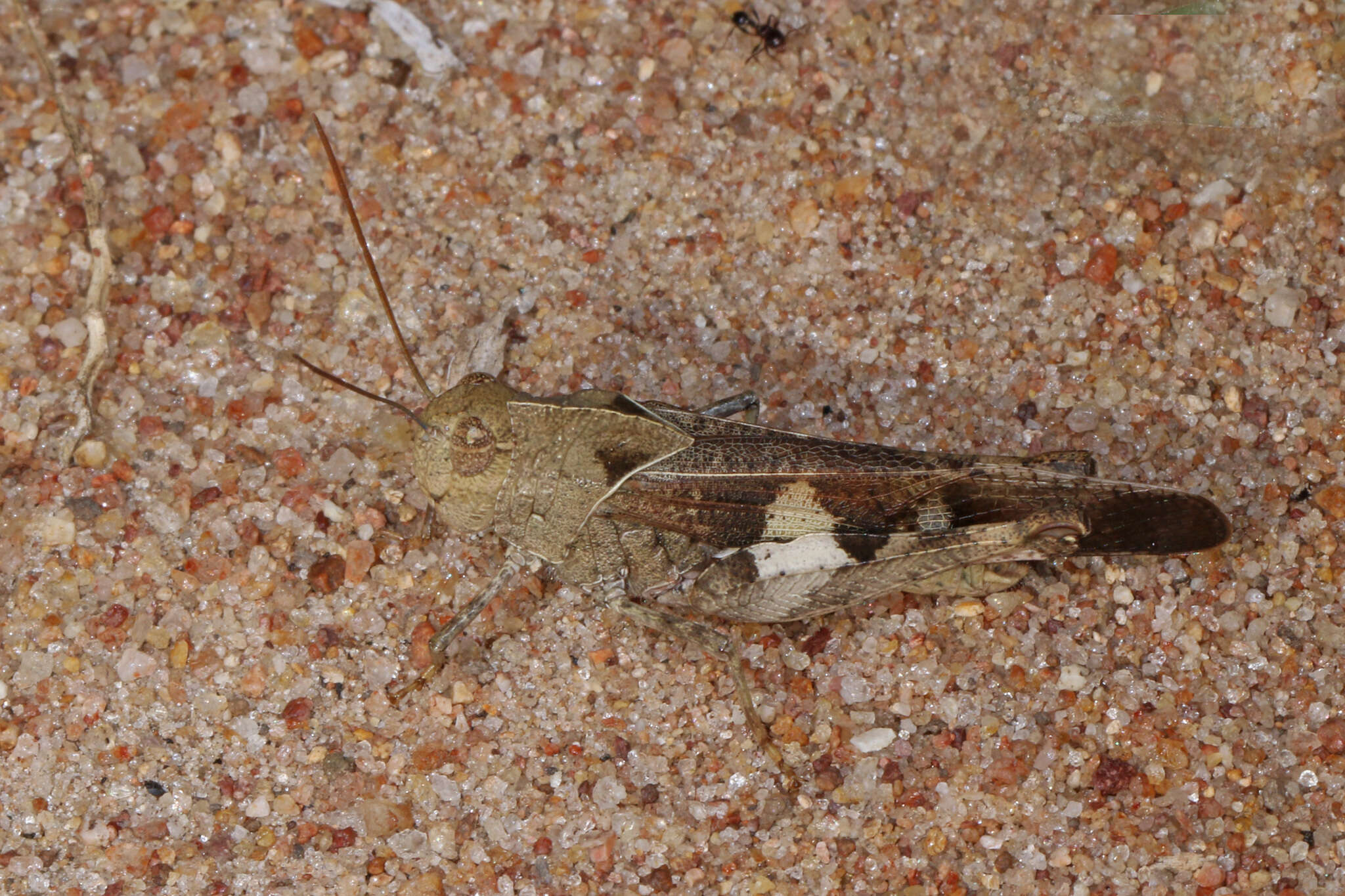 Humbe tenuicornis (Schaum 1853)的圖片