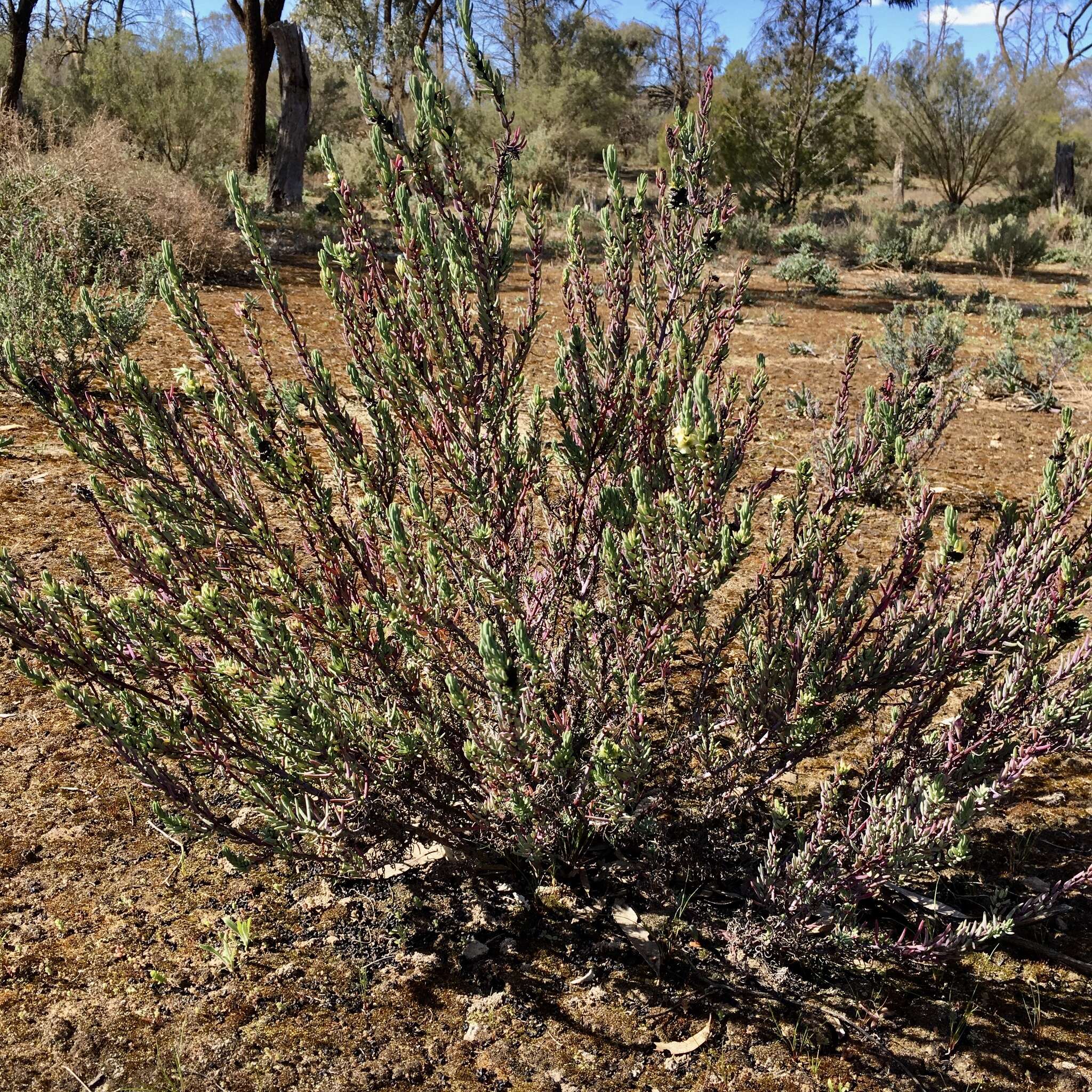 Image of Three-wing Bluebush