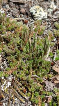 Image de Selaginella densa var. scopulorum (Maxon) R. Tryon