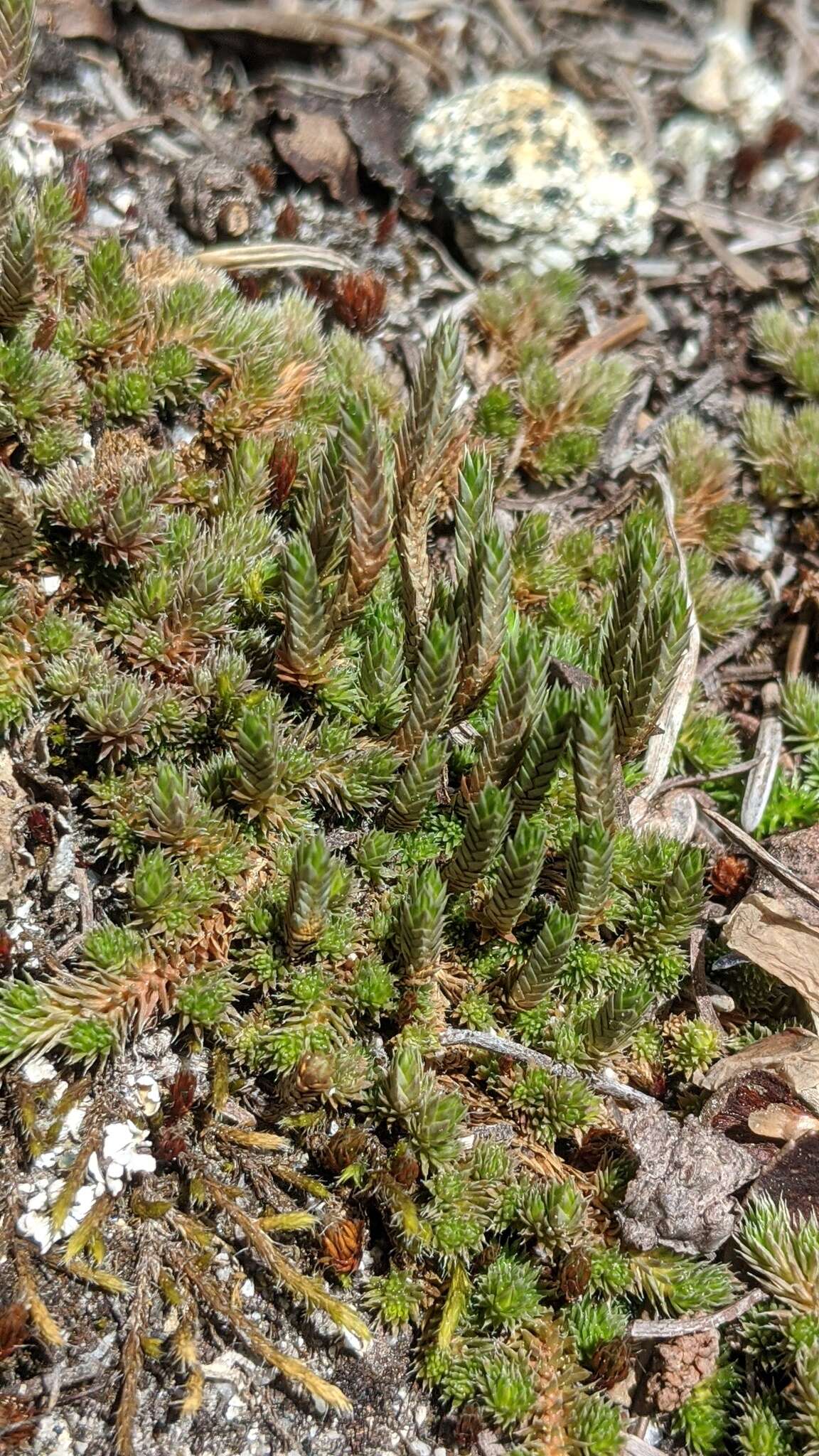 Selaginella densa var. scopulorum (Maxon) R. Tryon resmi