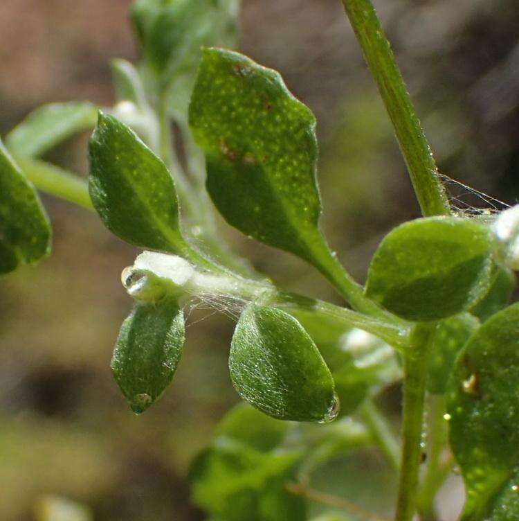 Слика од Troglophyton capillaceum subsp. diffusum (DC.) Hilliard