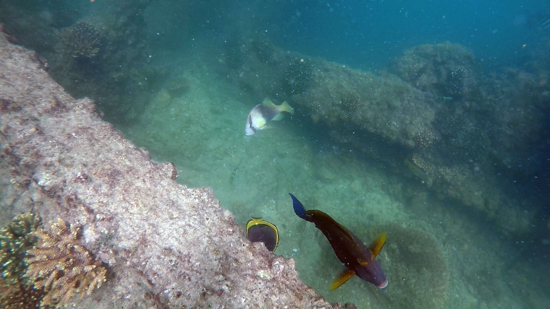 Image of Barred soapfish