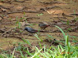 Image of Black-faced Firefinch