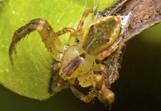 Sivun Sidymella rubrosignata (L. Koch 1874) kuva