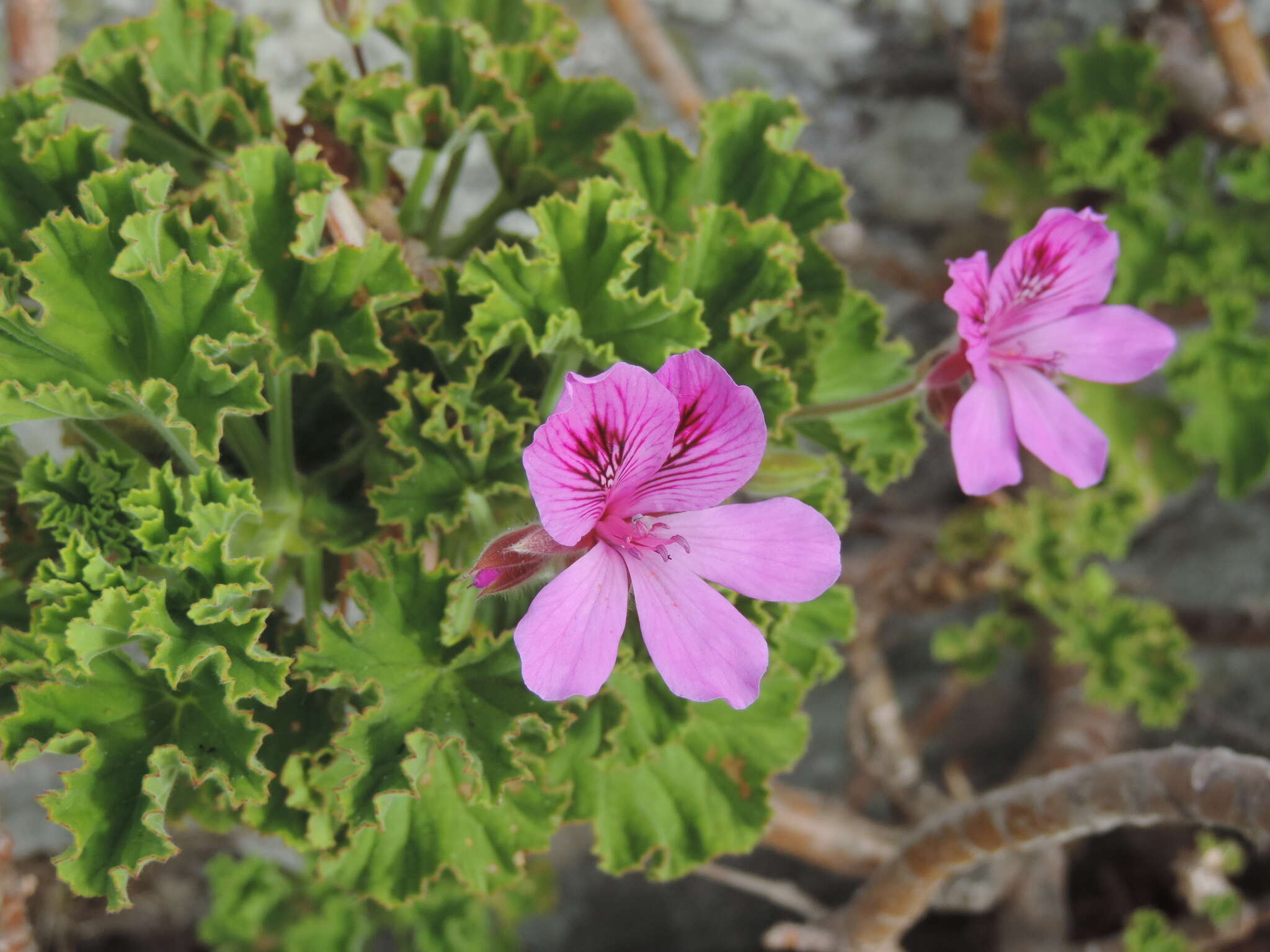 Слика од Pelargonium cucullatum subsp. tabulare B. Volschenk