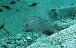 Image of West-African Parrotfish