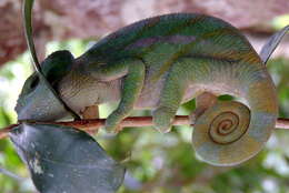 Image of Parson’s chameleon