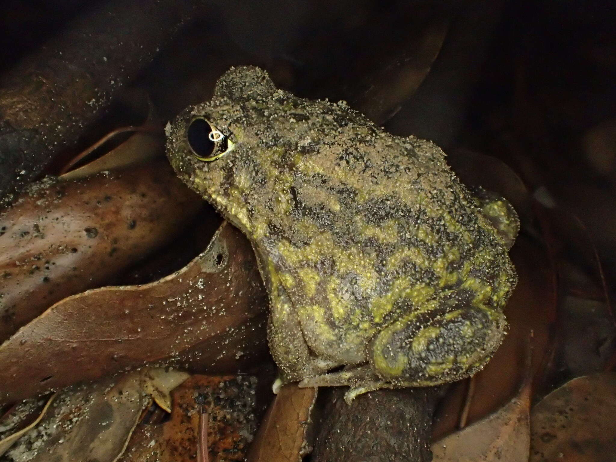 Image of Painted Burrowing Frog