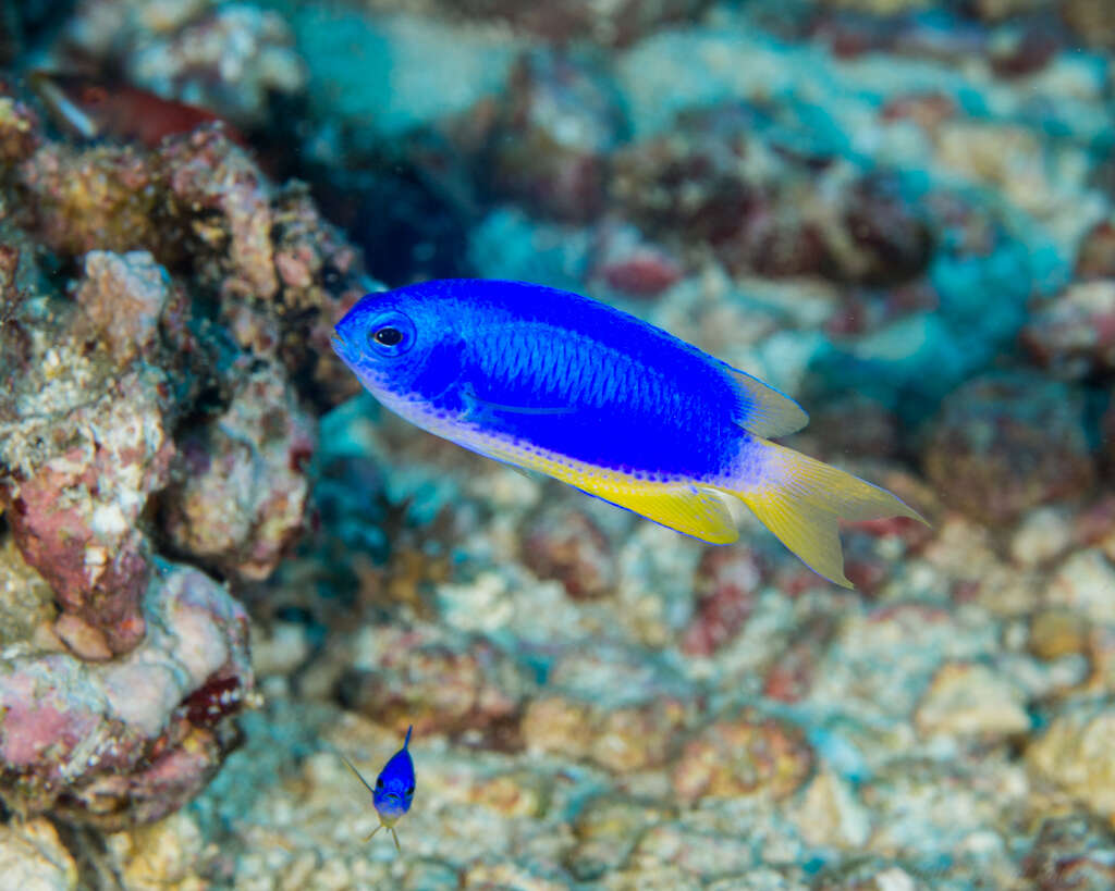 Image of Blue damsel