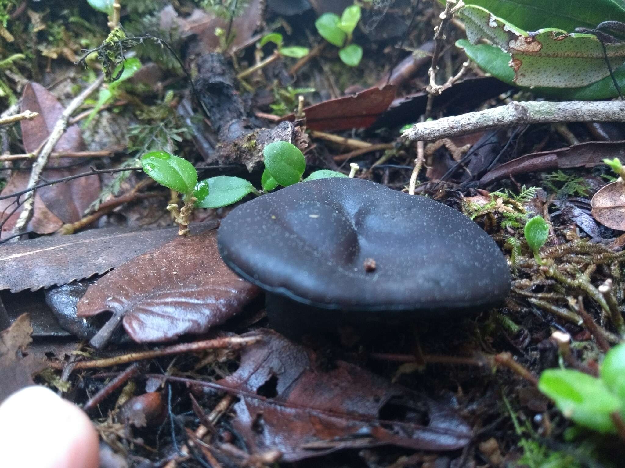 Imagem de Plectania chilensis (Mont.) Gamundí 1971