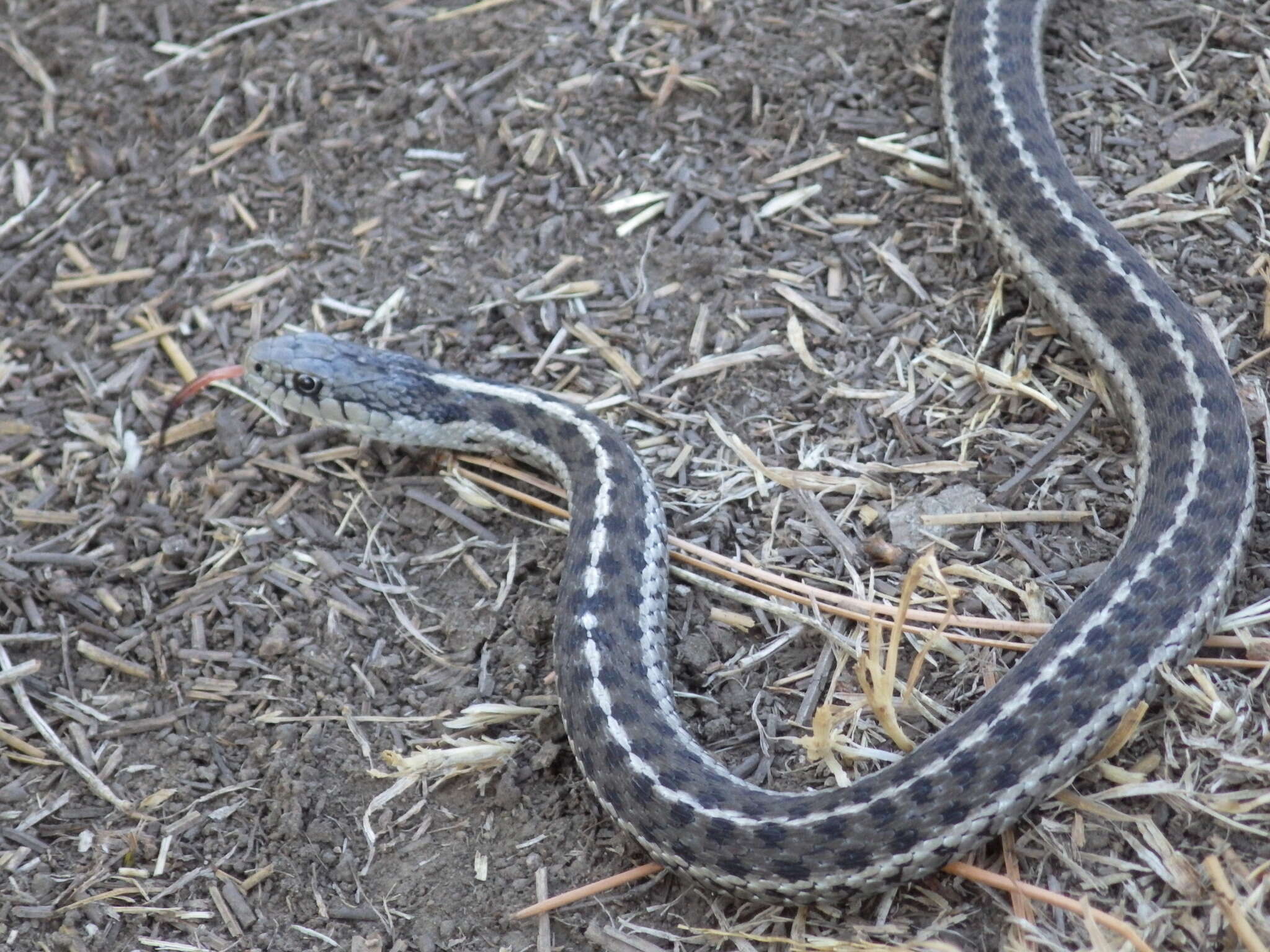 Sivun Thamnophis elegans (Baird & Girard 1853) kuva