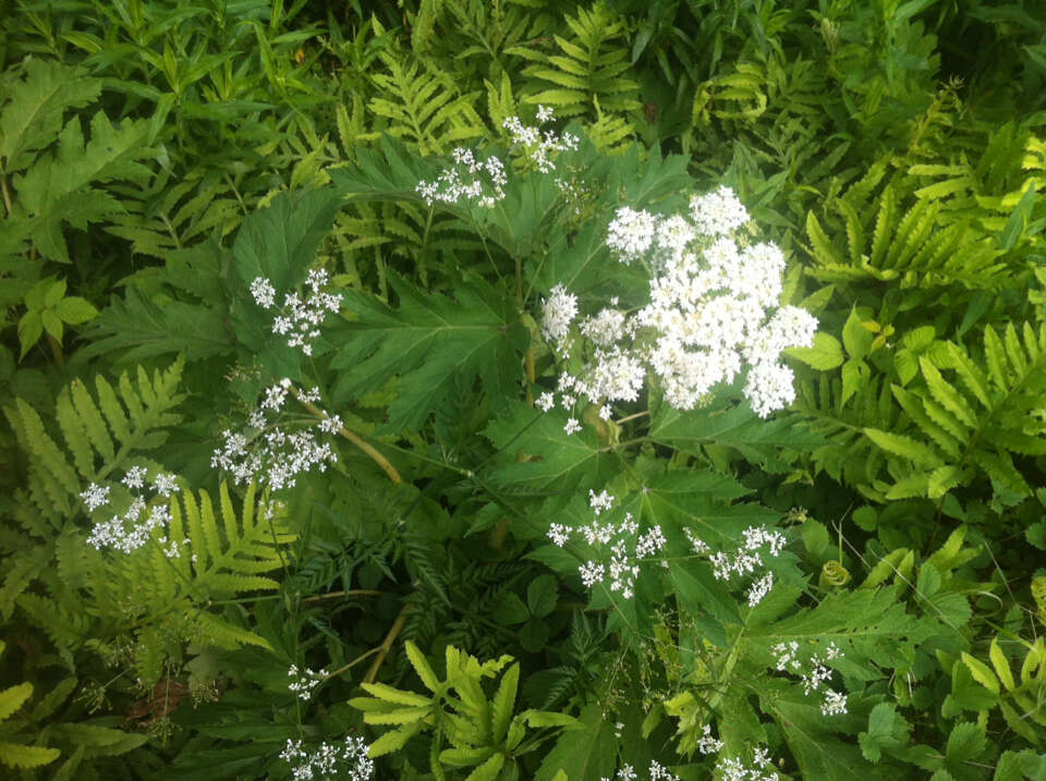 Imagem de Anthriscus sylvestris (L.) Hoffm.