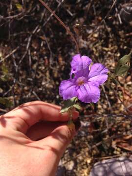 صورة Ruellia californica (Rose) I. M. Johnston