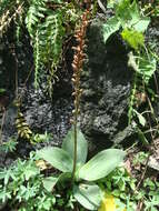 Image of Sarcoglottis schaffneri (Rchb. fil.) Ames