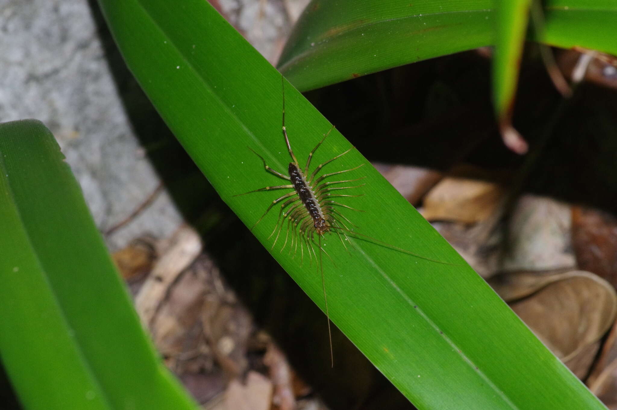 Image of Thereuopoda clunifera (Wood 1862)