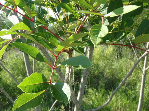 Image of poison sumac