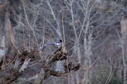 Image of Gold-billed Magpie