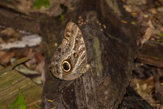 Image of Caligo teucer Linnaeus 1758