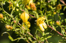 Image of snapdragon penstemon