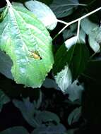 Image of Mexican Fruit Fly