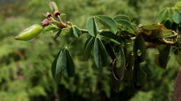 Plancia ëd Hypocalyptus coluteoides (Lam.) R. Dahlgren