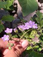 Phacelia scariosa Brandegee的圖片